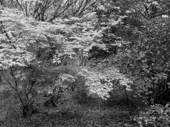 Bois des Moutiers (122) mai 2012